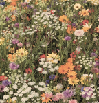 Lavender’s Heaven