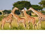 Giraffe squad!!!!!!
