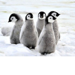 Penguin Friends :D