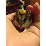 Hamster Lemon Group
