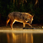 FoxDen 🦊