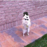 The Snip Snap Doggos