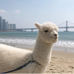 Llama Fam!~