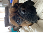 Hi my dog name is Buddy
