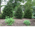The Three Trees