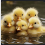 Yellow_Duckys