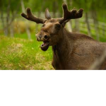 I don't give a fun time to a moose
