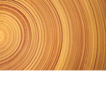 Wooden Of The Tree Bark