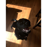 Maggie the doggie