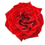 Flowers rules