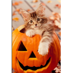 Autumns Here
