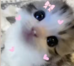 Cute_Kiwi