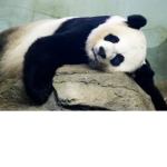 Pandas and popTarts