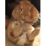 Daddy twitch’s Group