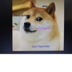 We will love doge