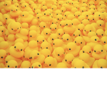 The duck sanctuary quack quack quack