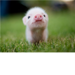 Pig Generation
