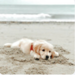 Seaqshell