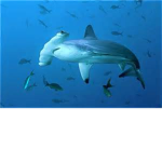 Save the Hammerhead Sharks!!