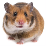 #Hamster Squad!