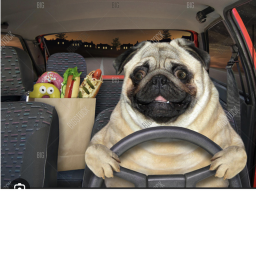 dug haven cars