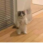 funny cats 4
