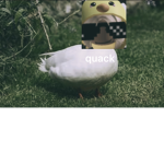 Ducks hOnK