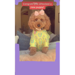 Dog adorer group(follow if u heart dogs)