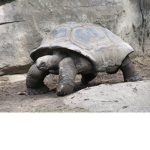 MCS turtles
