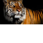 team tiger LOL