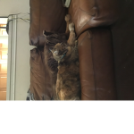 Cat ###### and dog ###### everywhere