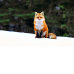 The Clever Foxes