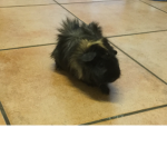 The official Guinea Pig fan group