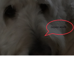 DOGGO BOIIIS