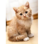 the kitty FAN group:D