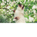 -|SunflowerClan|-