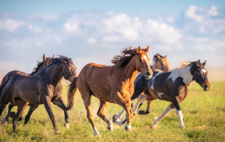 Sunny Oak Stable