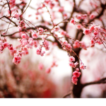 |Sweet Cherries|
