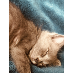 Kitty heaven <3