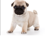 Babyspugs group