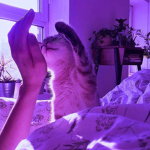 ஐ paradıse