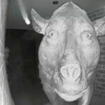 hanGOAT