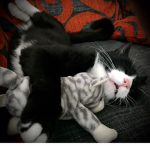 Catleader