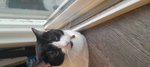 Cat1234567890987654321123456789098