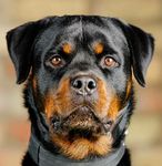 The Chaotic Rottweilers