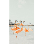 pink Flamingo Sqaud