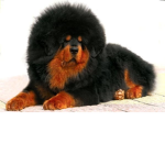 lane dog