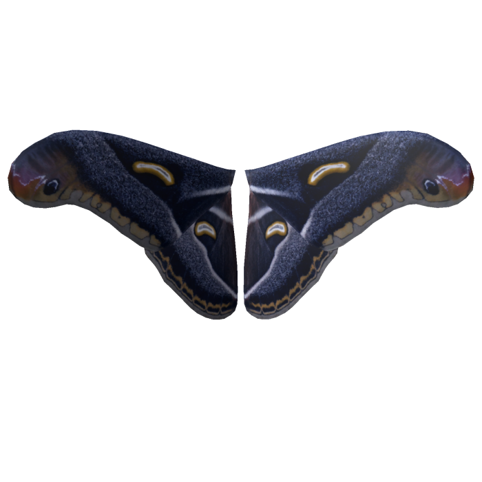 Dark Lunar Emperor Moth Wings