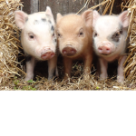 #PIGlETSQUAD