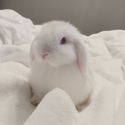 ☆